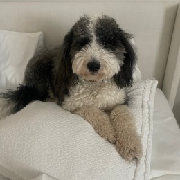 a dog sitting on a pillow